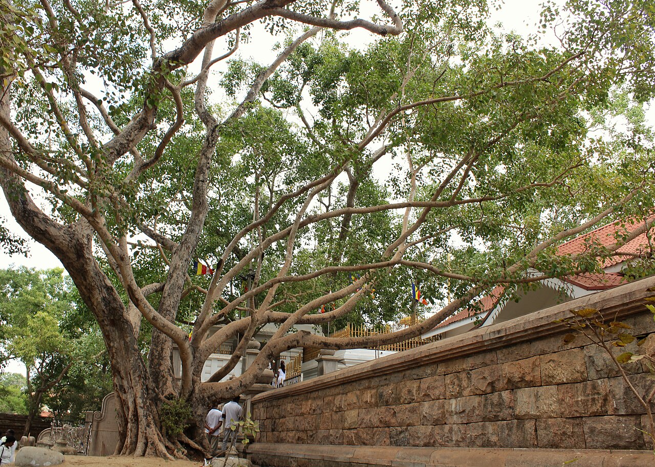 Jaya Sri Maha Bodhi - Main view in Anuradhapura, Sri Lanka